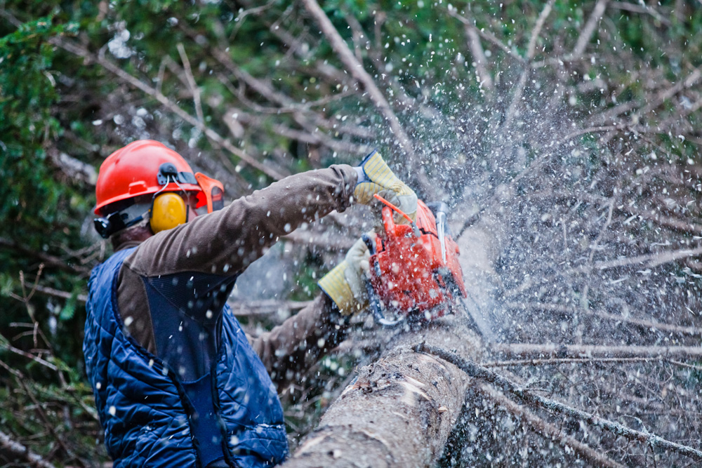 Staten Island Tree Removal | G & R Tree Service