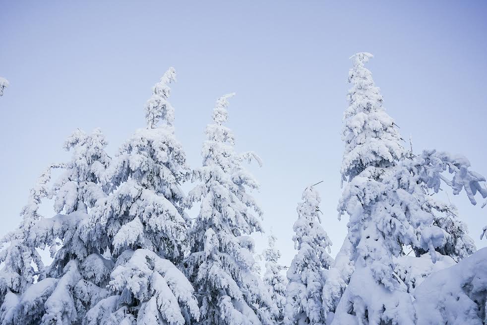 The Importance Of Winterizing Your Trees And Shrubs