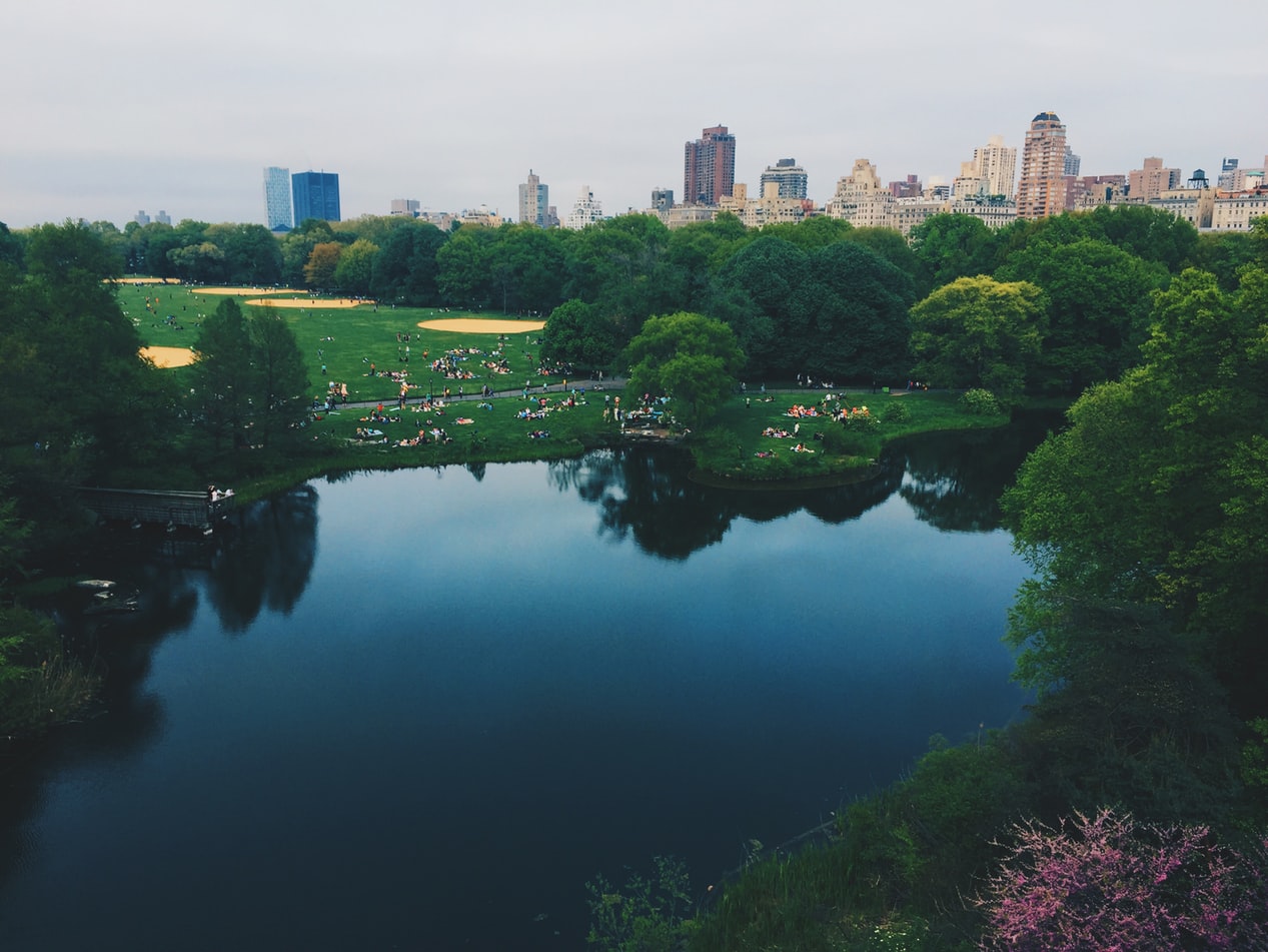 Top 12 Things You Probably Didn’t Know About Trees