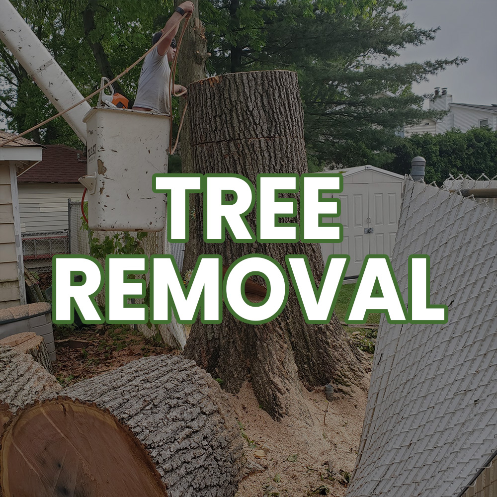 Staten Island Tree Removal